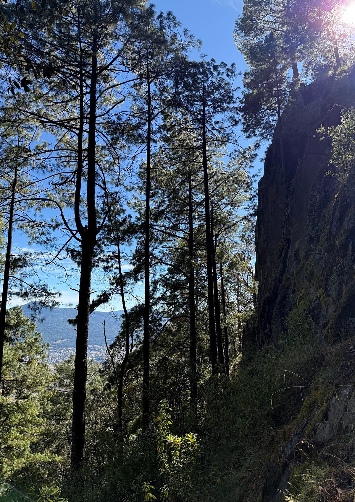 Bosque de pino en el Cerro de San Marcos en Cherán, Michoacán
