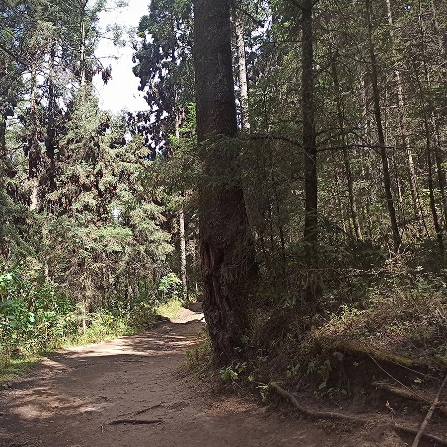 Bosque de la Reserva de la Biosfera de la Mariposa Monarca en Michoacán