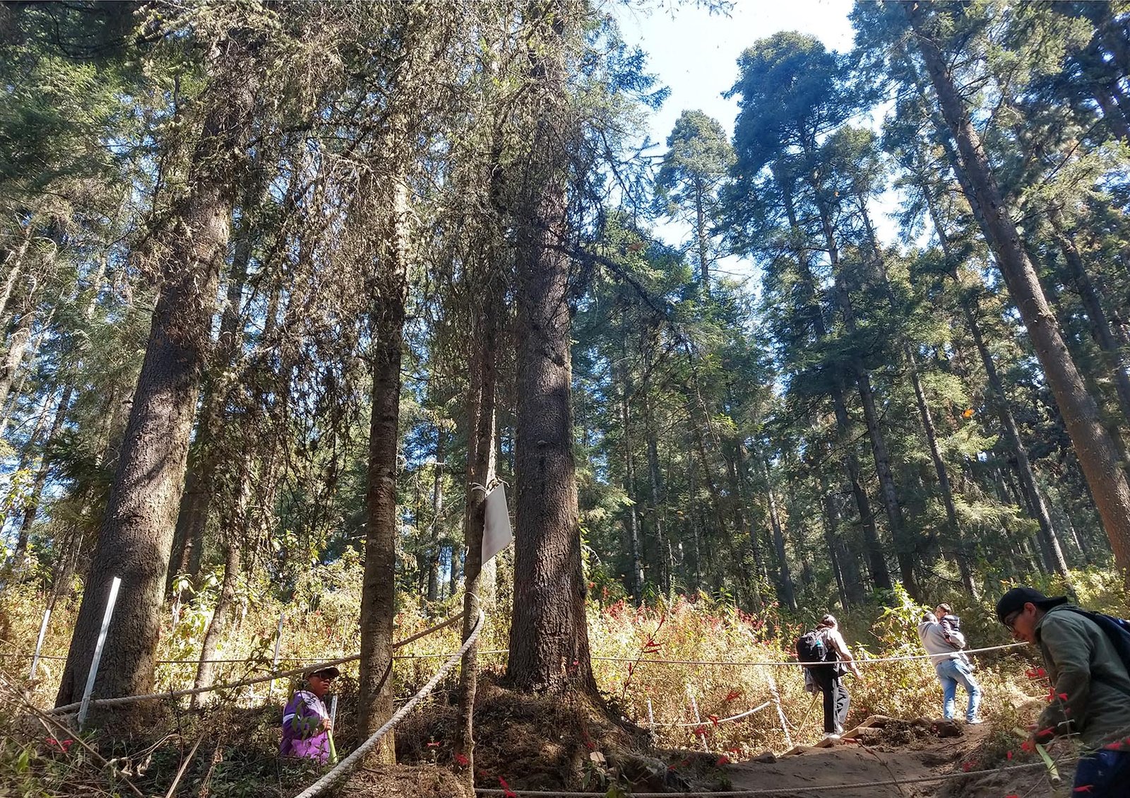 Mariposas monarca en el Santuario El Rosario en Michoacán