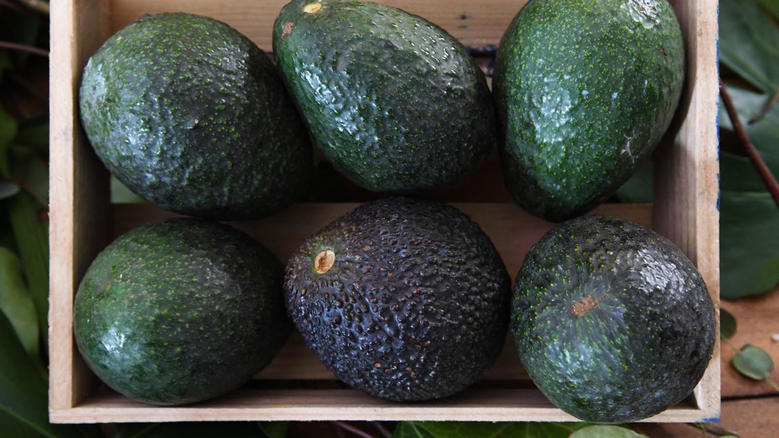 Aguacate de Michoacán